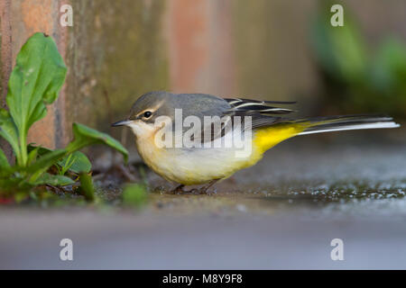 Grigio - Wagtail Gebirgsstelze - Motacilla cinerea ssp. cinerea, Germania, 1cy Foto Stock