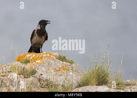 Cornacchia Mantellata - Nebelkrähe - Corvus cornix ssp. sharpii, Kazakistan Foto Stock