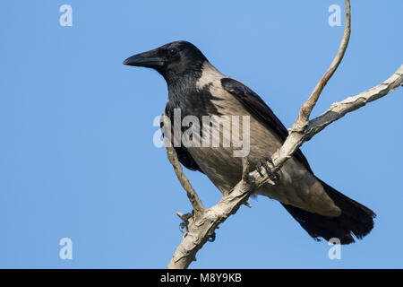 Cornacchia Mantellata - Nebelkrähe - Corvus cornix ssp. pallescens, Cipro Foto Stock