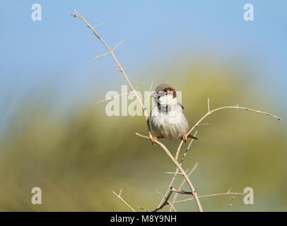 Huismus, casa passero, Passer domesticus ssp. hufufae, maschio adulto, Oman Foto Stock