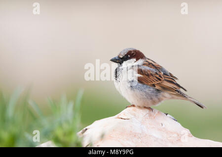 Huismus, casa passero, Passer domesticus ssp. biblicus, maschio adulto, Turchia Foto Stock