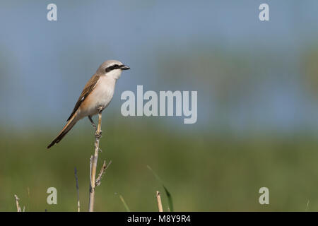 Hybrid Red-backed Shrike x Turkestan, Shrike Lanius collurio collurio x Lanius phoenicuroides Foto Stock