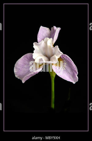 Siberian Iris, 'Danza Ballerina Dance' Foto Stock