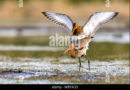 Parende Grutto's op Marken, nero-tailed godwits su Marken coniugata Foto Stock