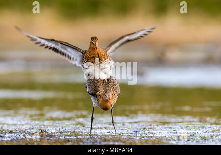 Parende Grutto's op Marken, nero-tailed godwits su Marken coniugata Foto Stock