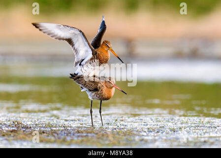 Parende Grutto's op Marken, nero-tailed godwits su Marken coniugata Foto Stock