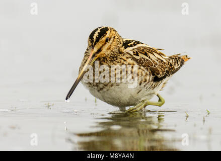 Watersnip op Marken, beccaccino su Marken Foto Stock