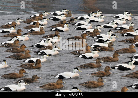 Eiders settentrionale Foto Stock