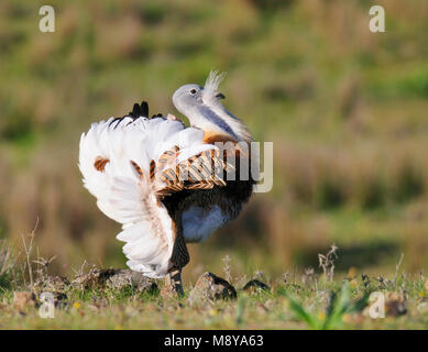 Grande Bustard in Spagna Foto Stock