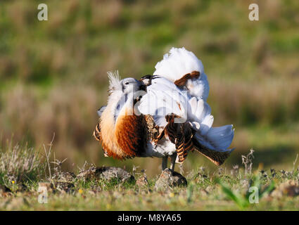 Grande Bustard in Spagna Foto Stock