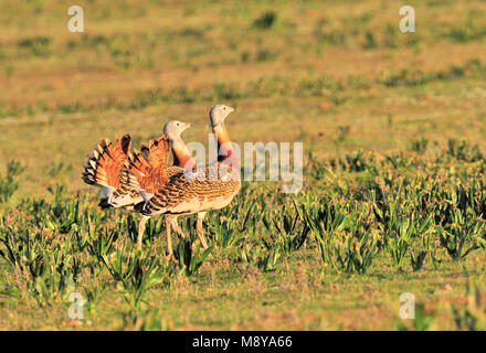 Grande Bustard in Spagna Foto Stock