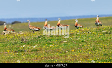 Grande Bustard in Spagna Foto Stock