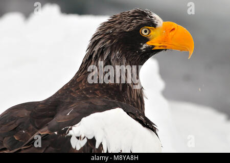 Steller-zeearend close-up; Stellers Sea-eagle close-up Foto Stock