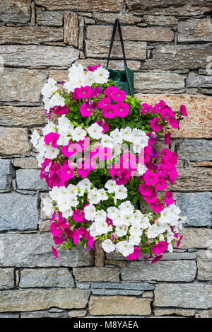 Vaso di fiori di Petunia appeso a una parete di pietra Foto Stock