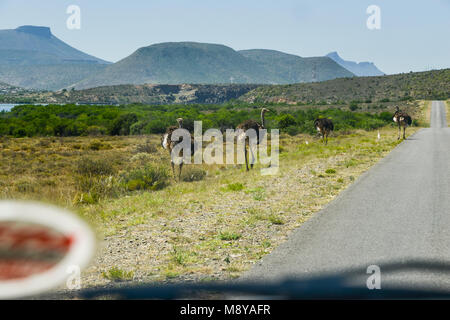 South African ostrichs (Struthio camelus australis) visto attraverso un parabrezza di automobile dal lato di una strada in Sud Africa Foto Stock