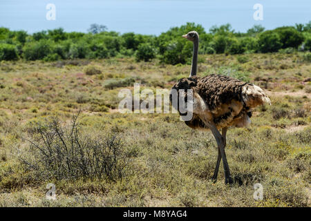 Struzzo Sudafricano (Struthio camelus australis) Foto Stock