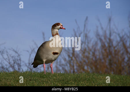 Oca egiziana contro il paesaggio invernale Foto Stock