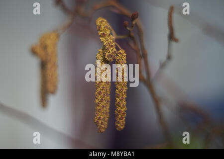 Infiorescenze maschili (amenti) di ontano nero albero, ontani neri, ontano europeo (Alnus glutinosa) il fuoco selettivo. Foto Stock