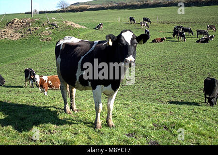 Mandria di mucche frisone con marchi auricolari su pascoli freschi, primo giorno al di fuori della loro capannoni . West Cork, Irlanda Foto Stock