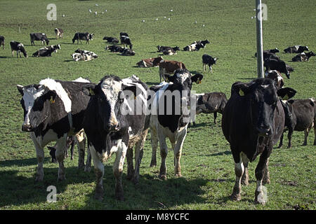 Mandria di mucche frisone con marchi auricolari su pascoli freschi, primo giorno al di fuori della loro capannoni . West Cork, Irlanda Foto Stock