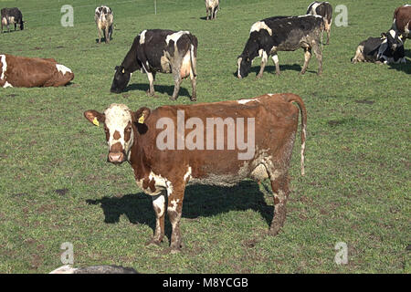 Mandria di mucche frisone con marchi auricolari su pascoli freschi, primo giorno al di fuori della loro capannoni . West Cork, Irlanda Foto Stock