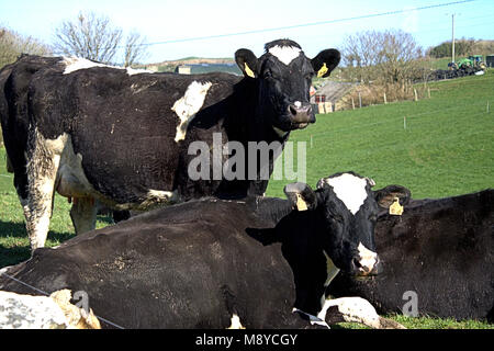 Mandria di mucche frisone con marchi auricolari su pascoli freschi, primo giorno al di fuori della loro capannoni . West Cork, Irlanda Foto Stock