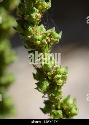 Saldare, Reseda luteola frutti Foto Stock