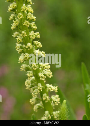 Saldare, Reseda luteola Foto Stock