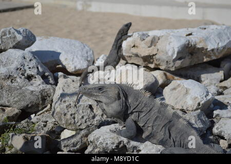 Una coppia di iguana al Punta Sur eco park a Cozumel, Messico Foto Stock