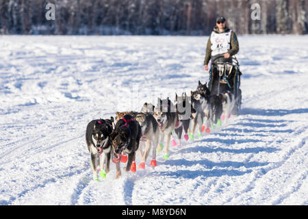 Musher Jeff Deeter dopo il riavvio a Willow del 46th Iditarod Trail Sled Dog Race in Alaska centromeridionale. Foto Stock