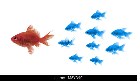 Goldfishes il lavoro di squadra e leadership Foto Stock