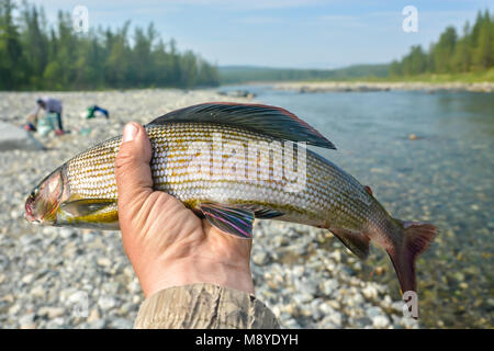 Siberian temoli in il pescatore la mano. Trofeo di pesca negli Urali polari. Foto Stock