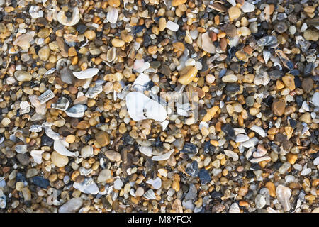 Una moltitudine di rotture di conchiglie sulla spiaggia. Cape Hatteras National Seashore Carolina del Nord STATI UNITI D'AMERICA Foto Stock