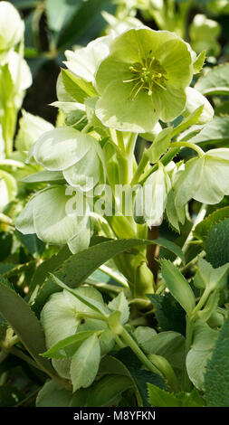 Helleborus Lividus closeup 9. Foto Stock