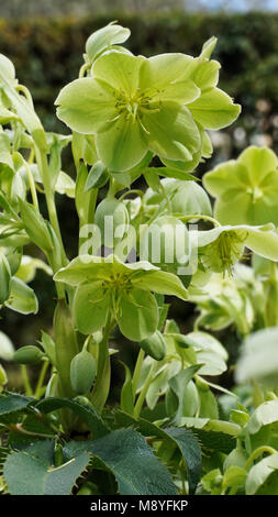 Helleborus Lividus closeup 10. Foto Stock