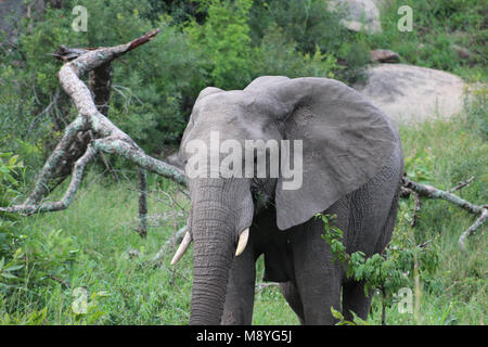 Un isolato Musth elefante in Manyeleti riserva privata confinante Parco Nazionale Kruger Foto Stock