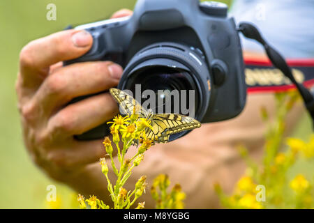 Bella coda forcuta farfalla su fiore giallo fotografia di Wildlife Photographer da breve distanza Foto Stock