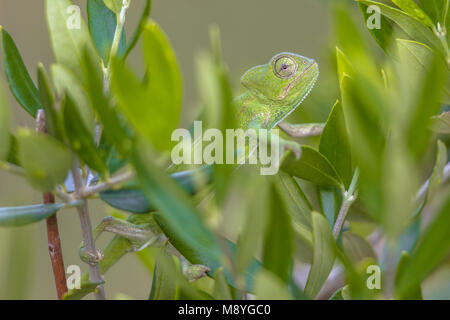 Camaleonte africano (Chamaeleo africanus) salendo sul ramo di albero e di habitat spiata attraverso foglie Foto Stock