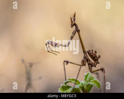 Conehead mantis (Empusa pennata) macchia mediterranea insetto predatore Foto Stock