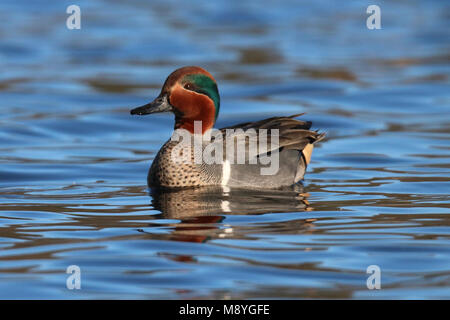 Un maschio alato verde alzavola Anas crecca nuoto su acqua blu Foto Stock