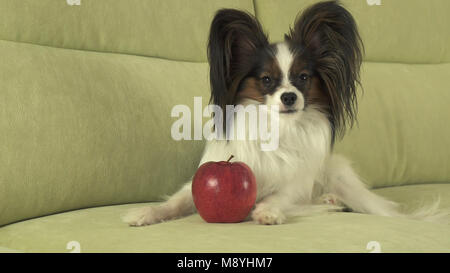 Bellissima giovane cane maschio Papillon con mela rossa sul lettino Foto Stock