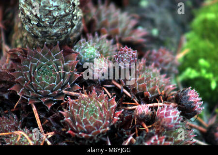 Cluster di piante succulente Foto Stock