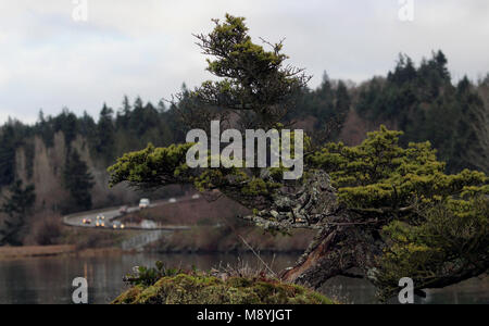 Albero di Bonsai con il Salish mare e una strada in background Foto Stock