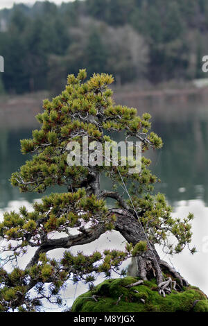 Albero di Bonsai con il Salish Sea in background Foto Stock