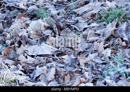 Frost coperto di foglie, inverno, Dorset, Regno Unito Foto Stock