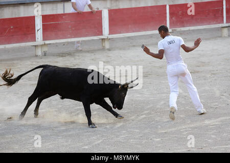 Un unico bull a una lotta con il matador in arena di Bellegarde, Provenza, Francia Foto Stock