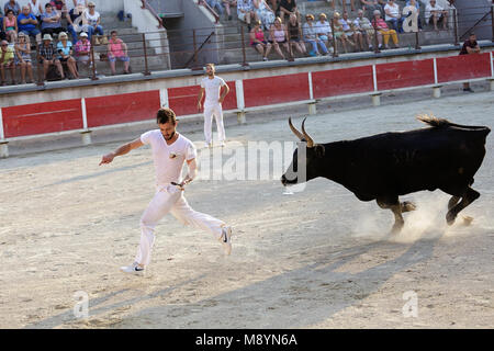 Un unico bull a una lotta con il matador in arena di Bellegarde, Provenza, Francia Foto Stock