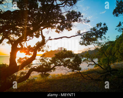 Scenic sunrise attraverso Pohutukawa alberi a New Chums Beach, Penisola di Coromandel, Nuova Zelanda Foto Stock