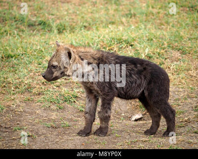 Spotted hyena pup (Crocuta crocuta) esterno den nel Masai Mara Conservancies, Kenya, Africa Foto Stock