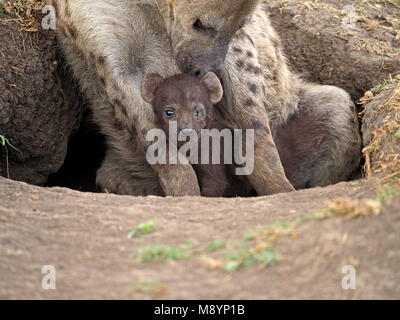 Spotted hyena (Crocuta crocuta) madre custodendo pup cieca da un occhio a den nel Masai Mara Conservancies, Kenya, Africa Foto Stock